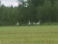 Tranebesøg